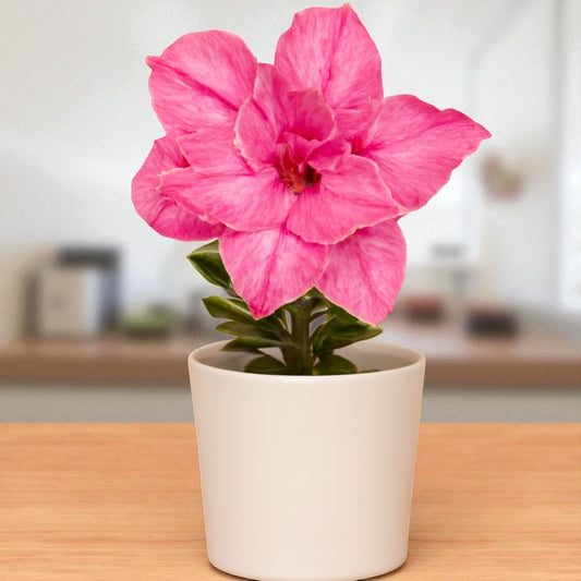 Adenium R408