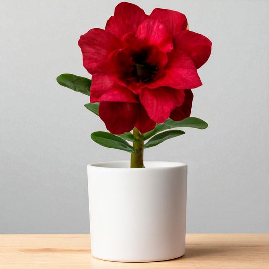 Adenium R409