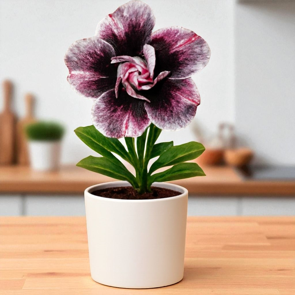 Adenium R410