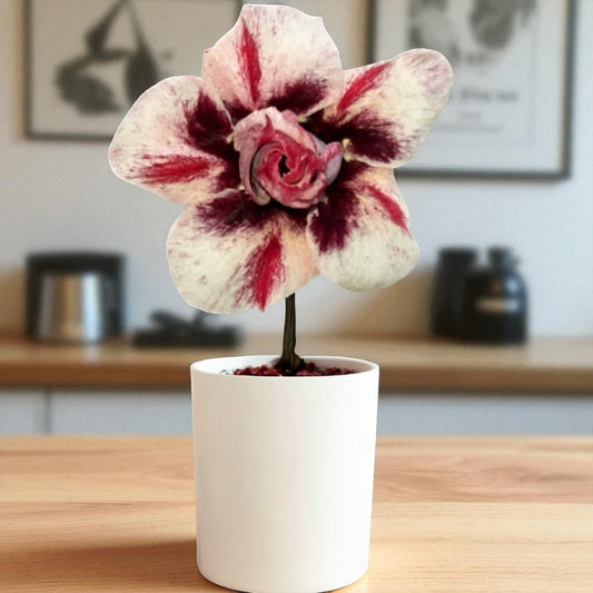 Adenium R412