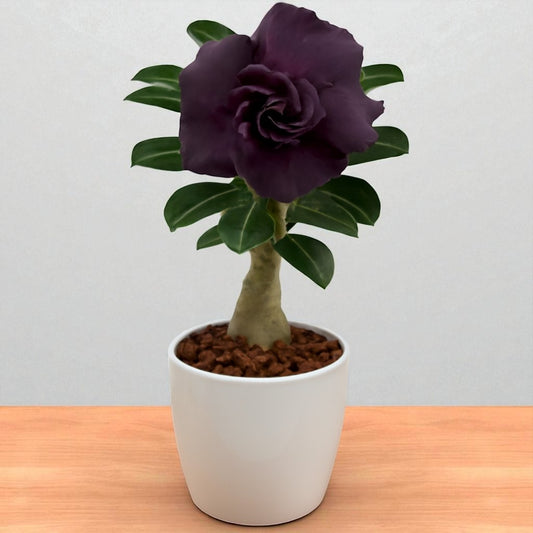 Adenium R411