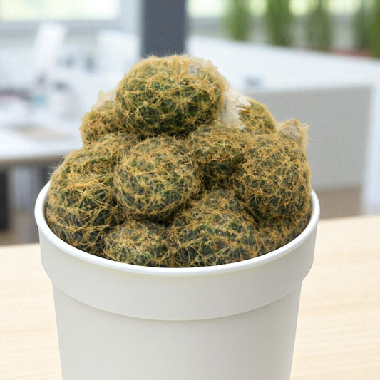 ROUND SPIKE CACTUS (BARE ROOTED)