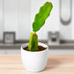 Dragon Fruit Plant (Bare rooted )