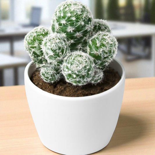 Mammillaria gracilis fragilis (Thimble Cactus)  (Bare Rooted)