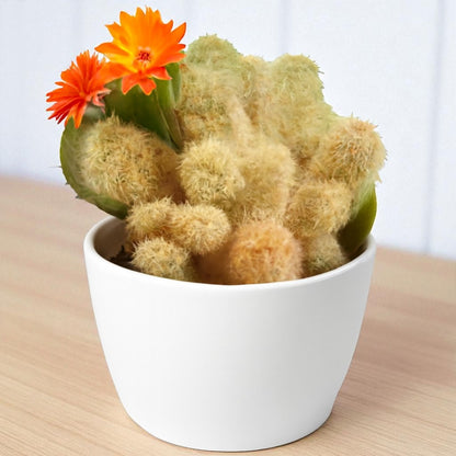 Cactus 3