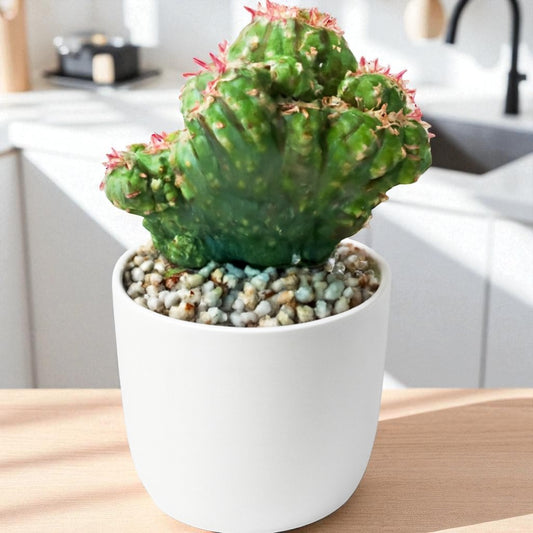Boxer Cactus (Bare Rooted)