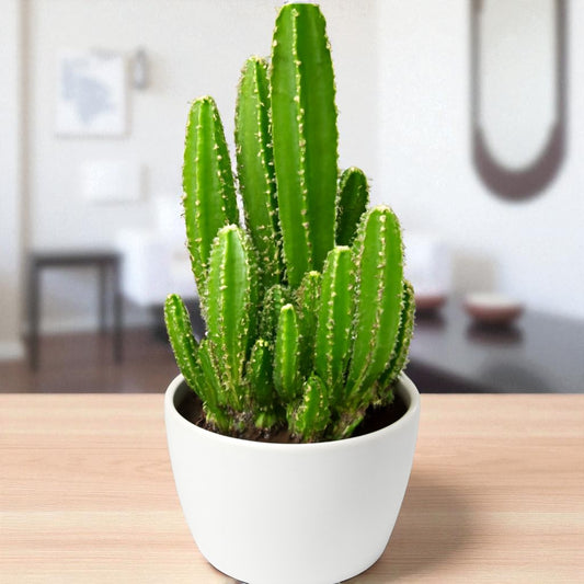 Anacanthocereus fairy tail cactus
