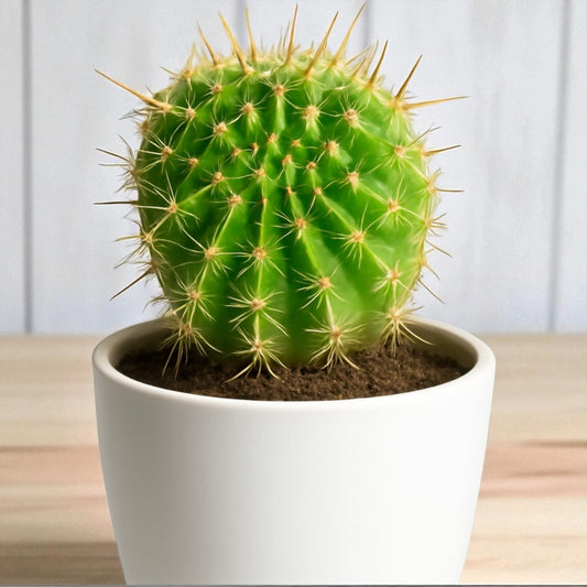 Cactus 4