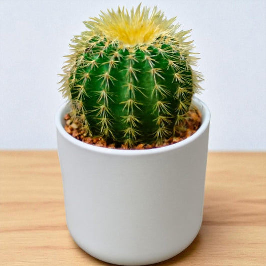 Echinocactus Grusonii (Bare Rooted)