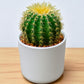 Echinocactus Grusonii (Bare Rooted)