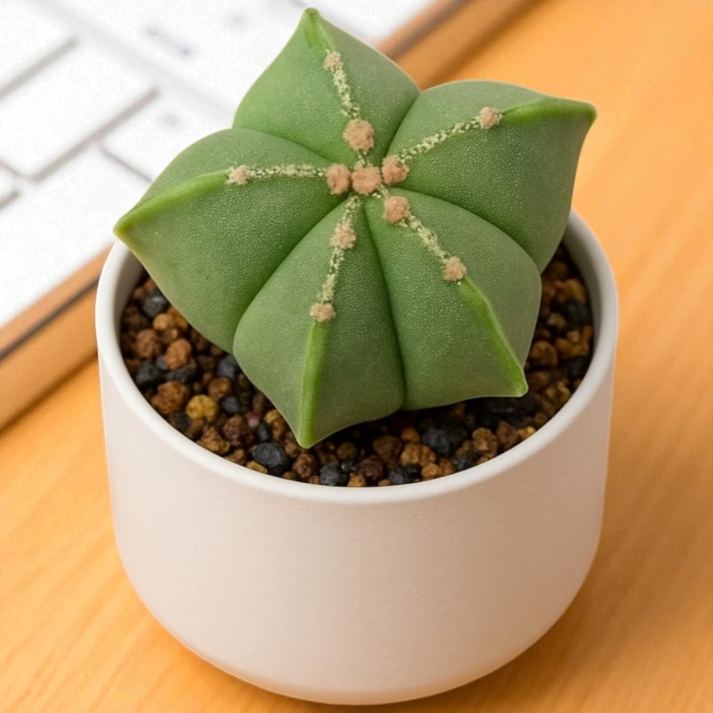 Astrophytum myrostigma cactii Plant