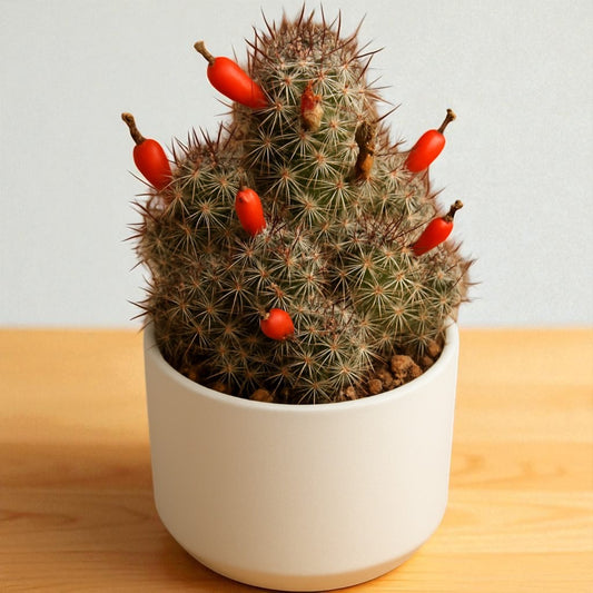 Cactus 1
