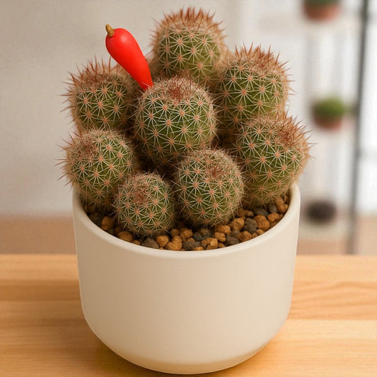 Cactus 2