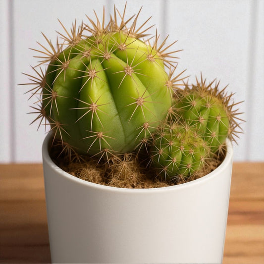 Cactus 5