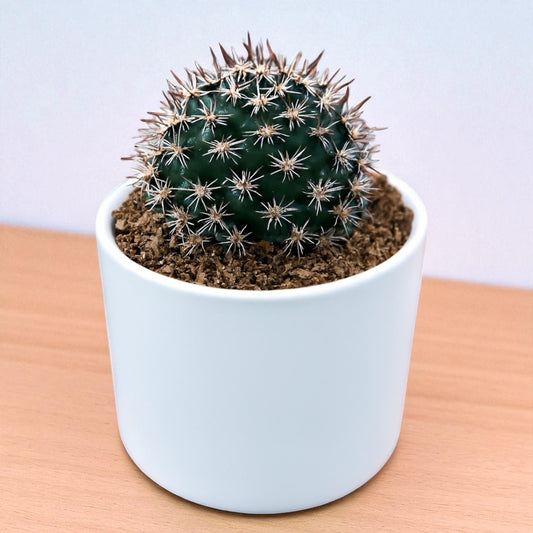 CHOCOLATE CACTUS (BARE ROOTED)