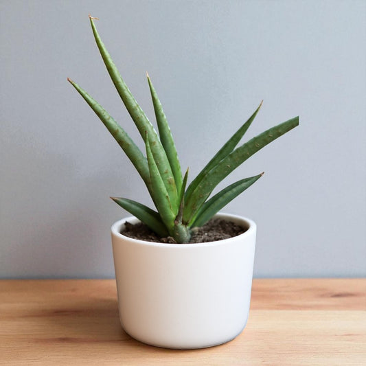 Sansevieria bacularis ‘Mikado’ – Fernwood Snake (Bare Rooted)