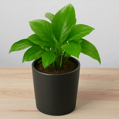 Green Money Plant
