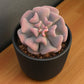 Echeveria Cubic Frost