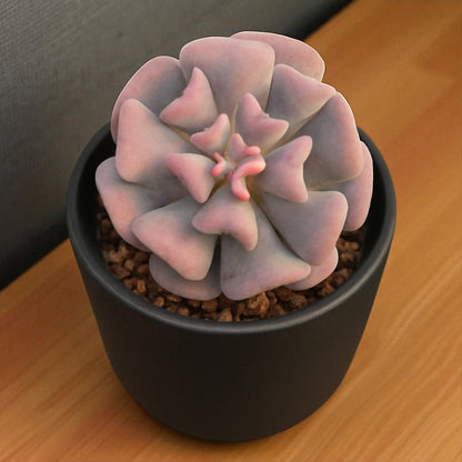 Echeveria Cubic Frost