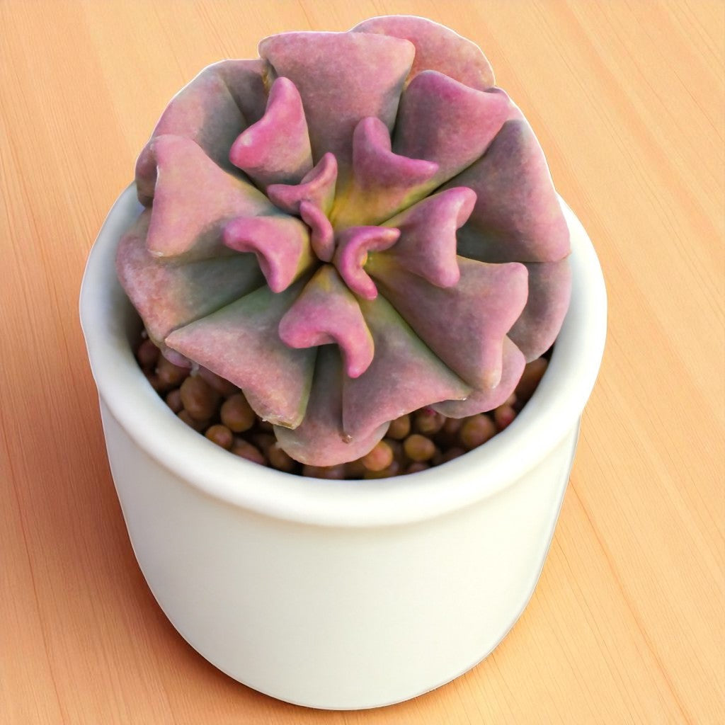Echeveria Cubic Frost