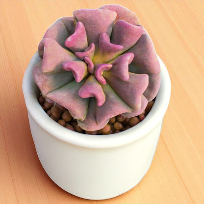 Echeveria Cubic Frost