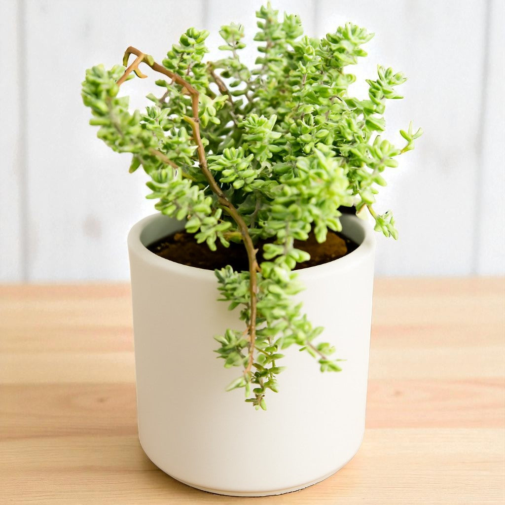 Sedum pallidum var. bithynicum (Bare Rooted)
