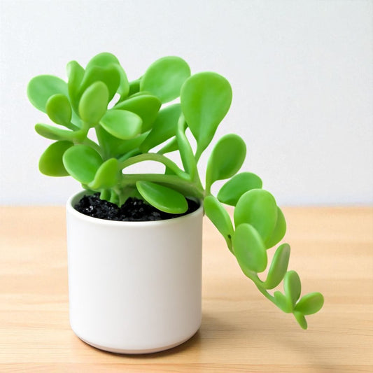Senecio jacobsenii ( Hanging Crassulla)