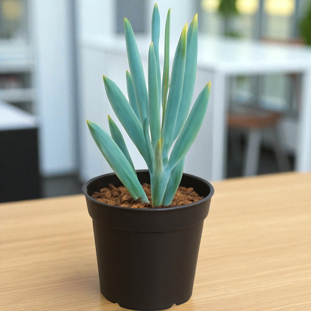 Senecio serpens (BARE ROOTED)