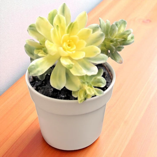 Aeonium castello-paivae bolle