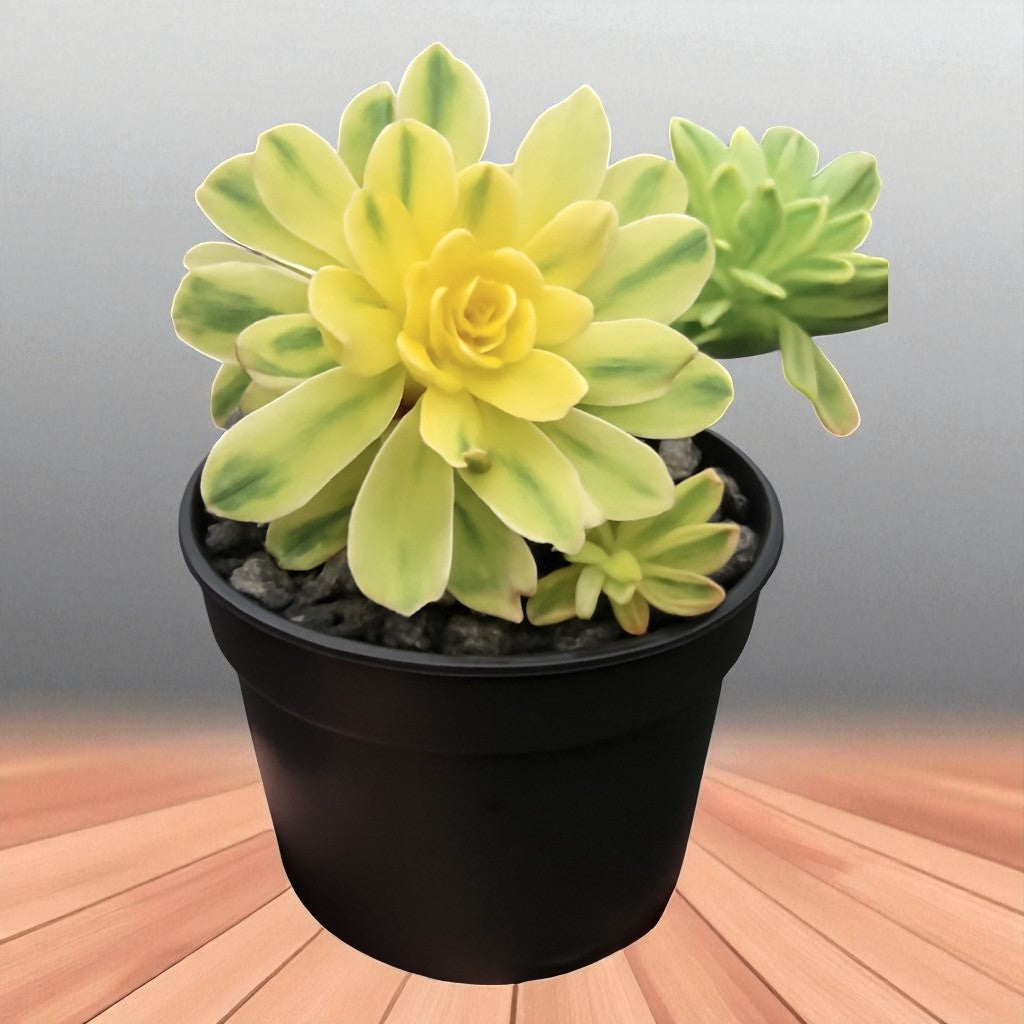 Aeonium castello-paivae bolle