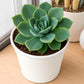 Echeveria Pansy