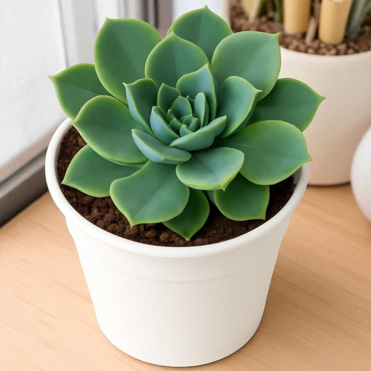 Echeveria Pansy