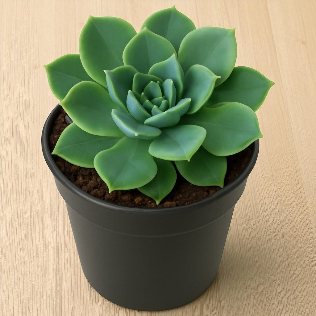 Echeveria Pansy