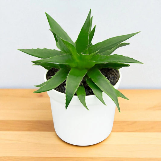 Dykia breviflolia (BARE ROOTED)