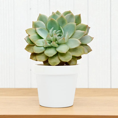 Echeveria  19