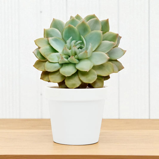 Echeveria  19