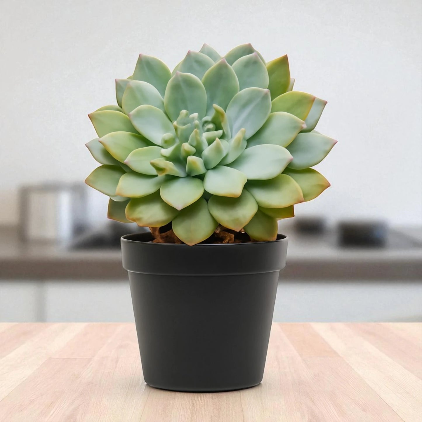 Echeveria  19