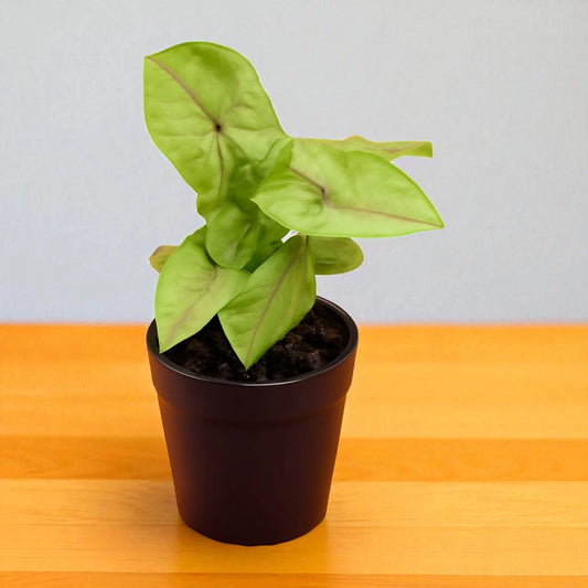 Syngonium Reticulata in 1-2 inches Netpot