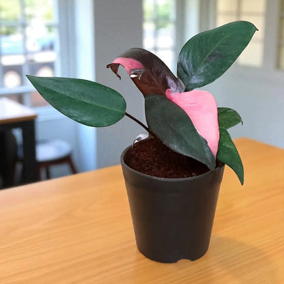pink princess philodendron vs pink congo Pink Princess Philodendron – Live Plant