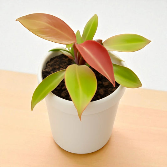 Philodendron Cherry Red