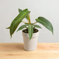 White Jaismine Mogra Plant Sapling