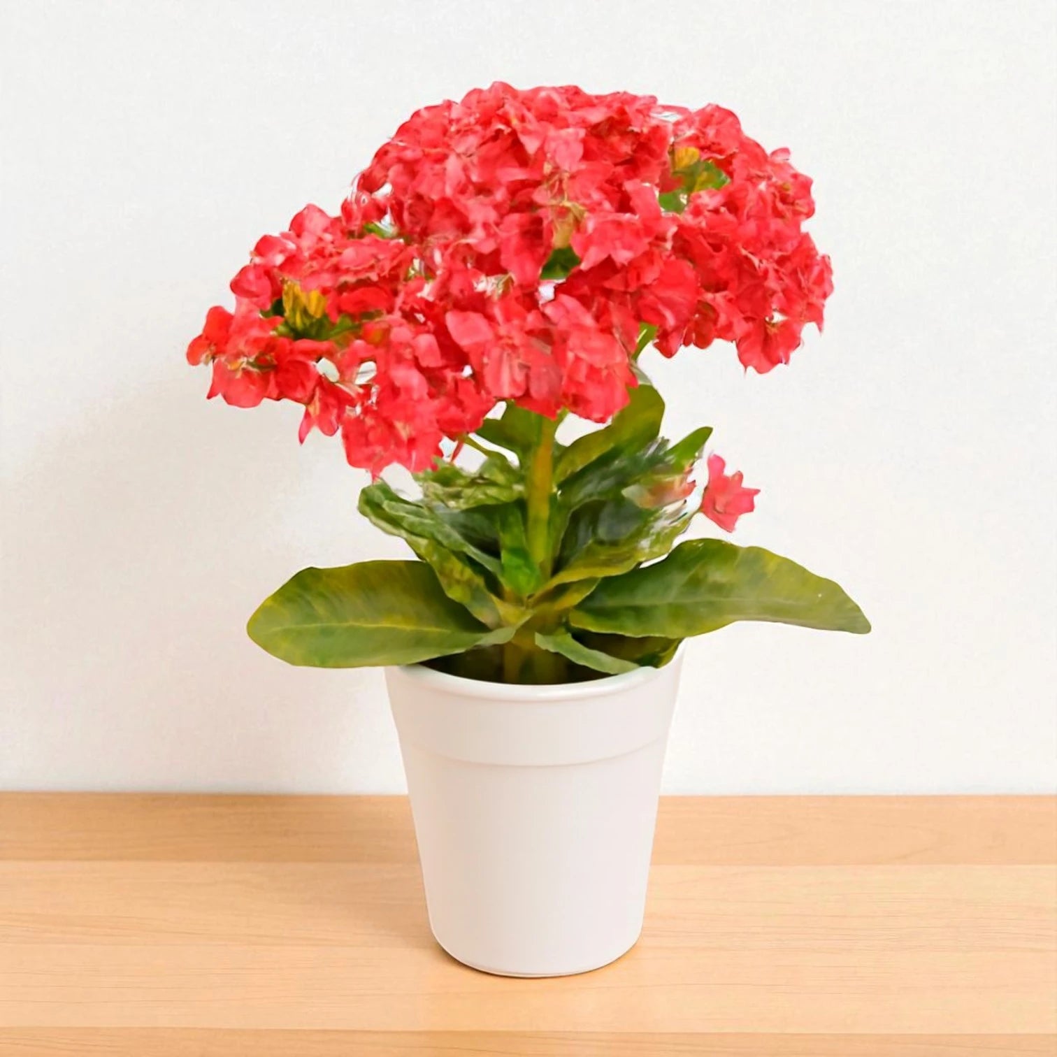 Kalanchoe Red Flowering Plant