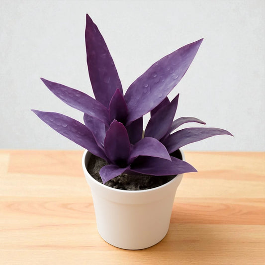 Tradescantia Pallida Queen