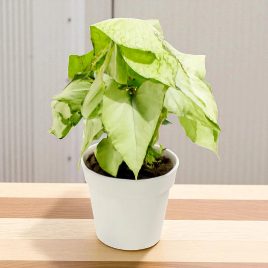 Syngonium Holly