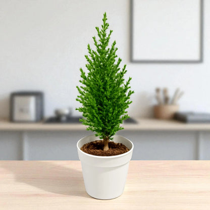 Green Cyprus Plant sapling