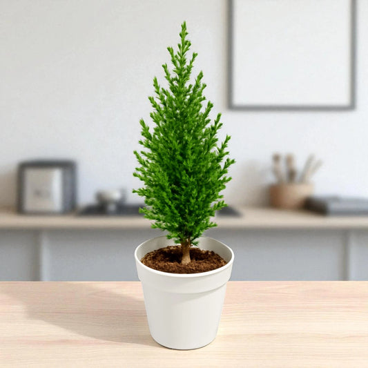 Green Cyprus Plant sapling