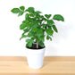 China Doll Plant