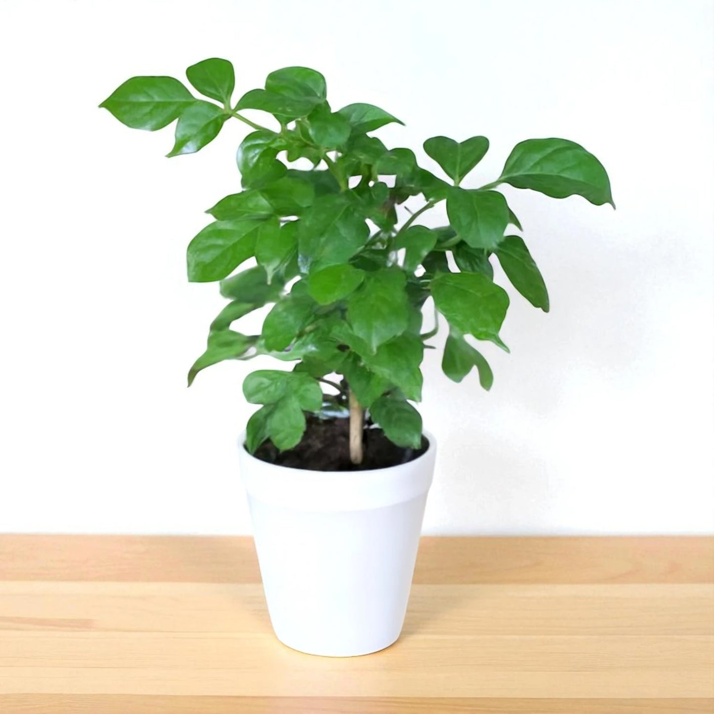 China Doll Plant