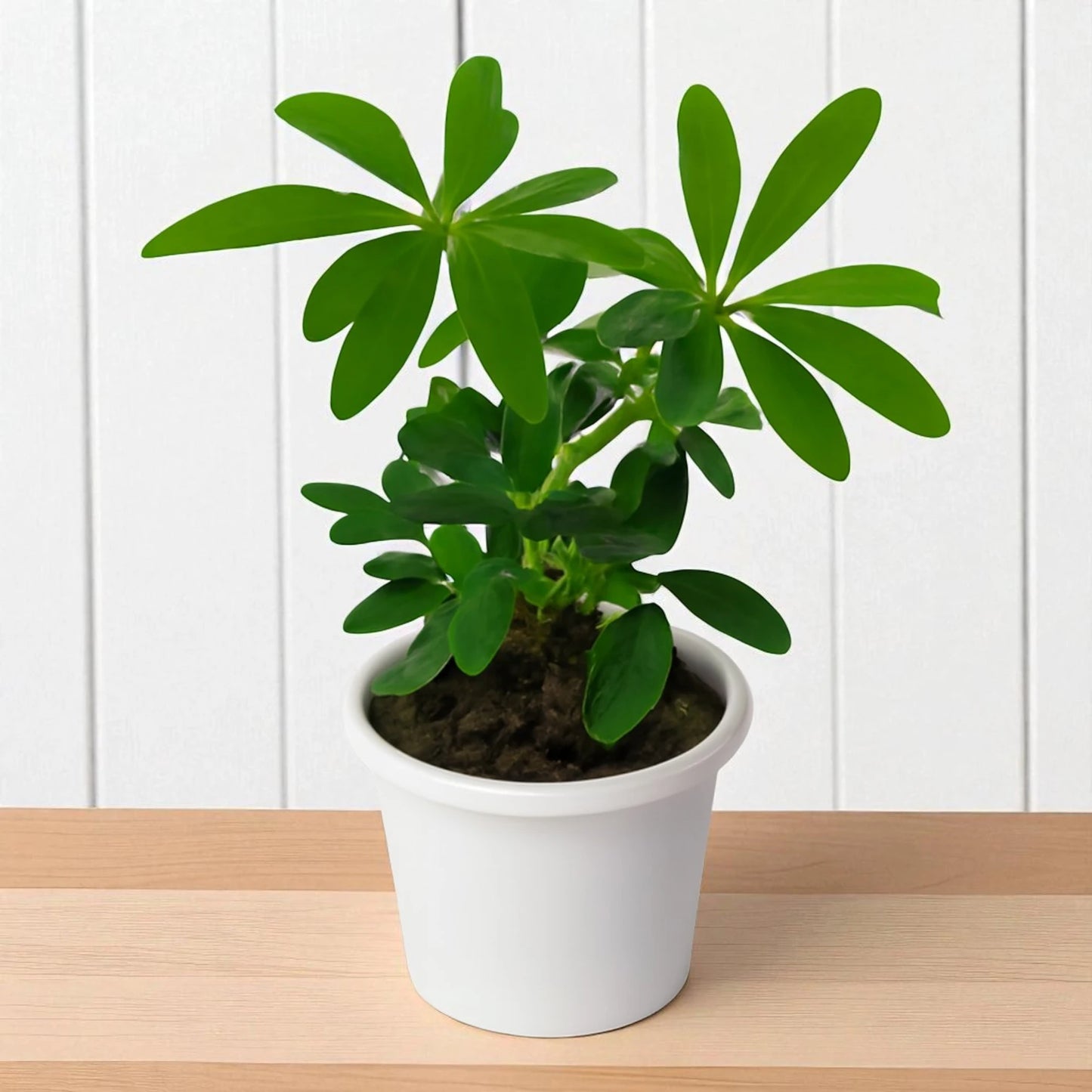 Schefflera Plant Sapling
