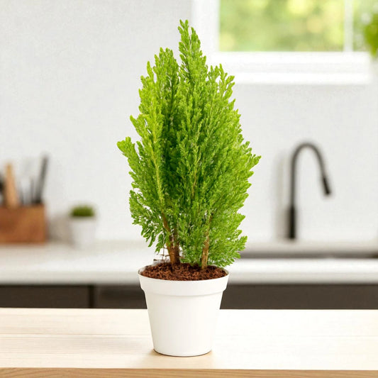 Thuja occidentalis